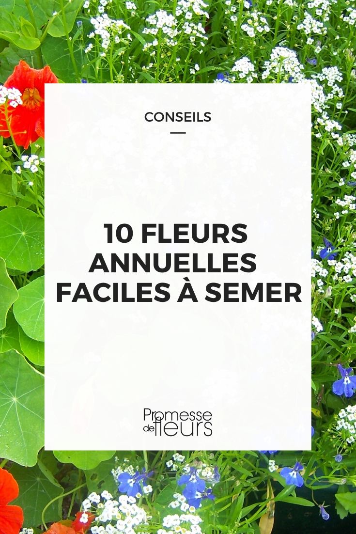10 flores anuales fáciles de sembrar 10 flores anuales fáciles de sembrar