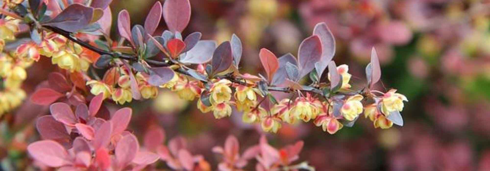 7 arbustos muy resistentes para jardineros principiantes