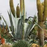 Cactus y plantas suculentas de exterior: Plantar, cultivar y cuidar
