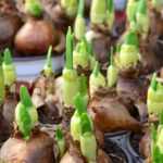 El tamaño de los bulbos: comprender para elegir mejor