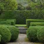 Árbol y arbusto de follaje perenne: ¿qué es?