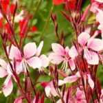 15 vivaces fáciles de esquejar