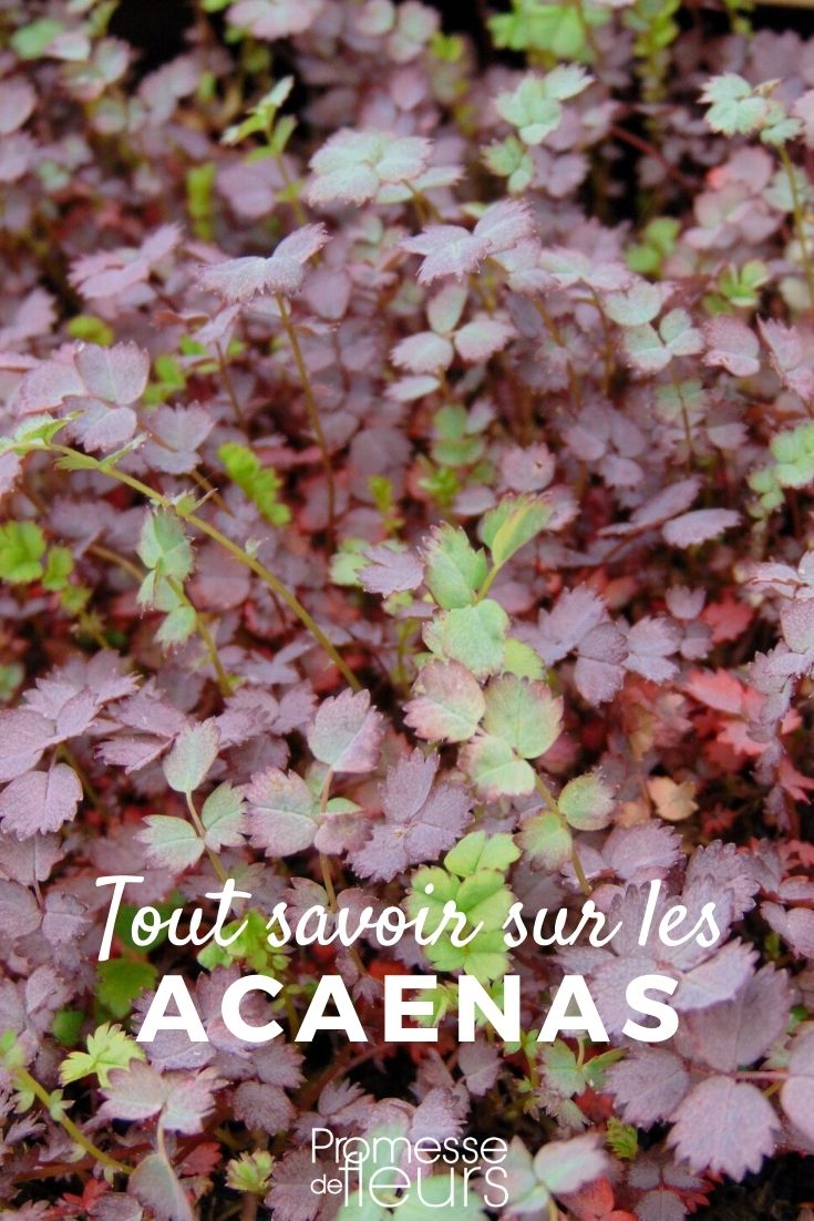 acaena todo lo que necesitas saber