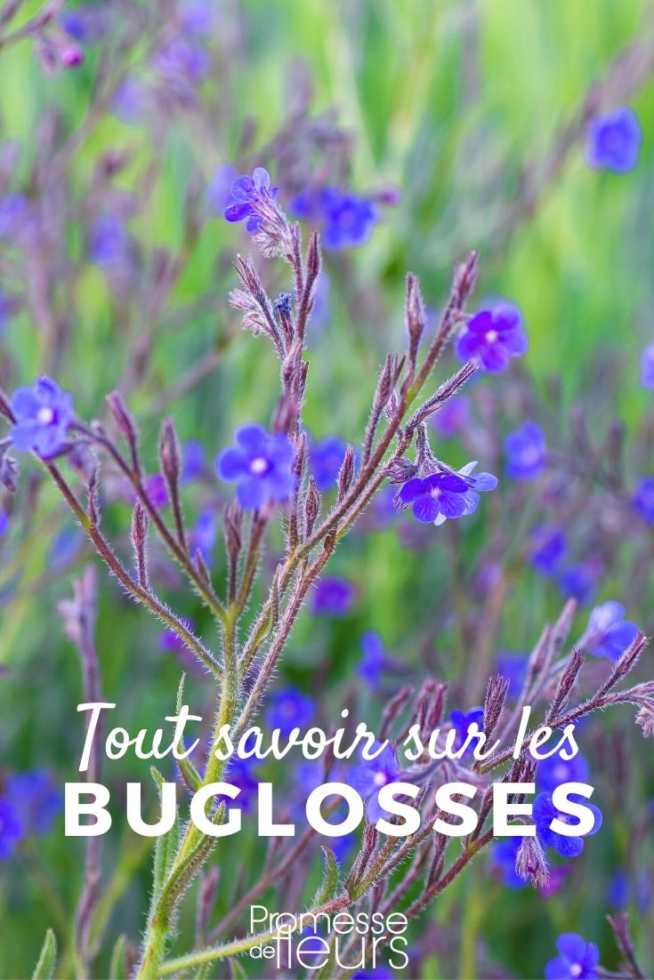 buglosa, anchusa _ todo lo que necesitas saber Buglosa, anchusa: plantar, cultivar