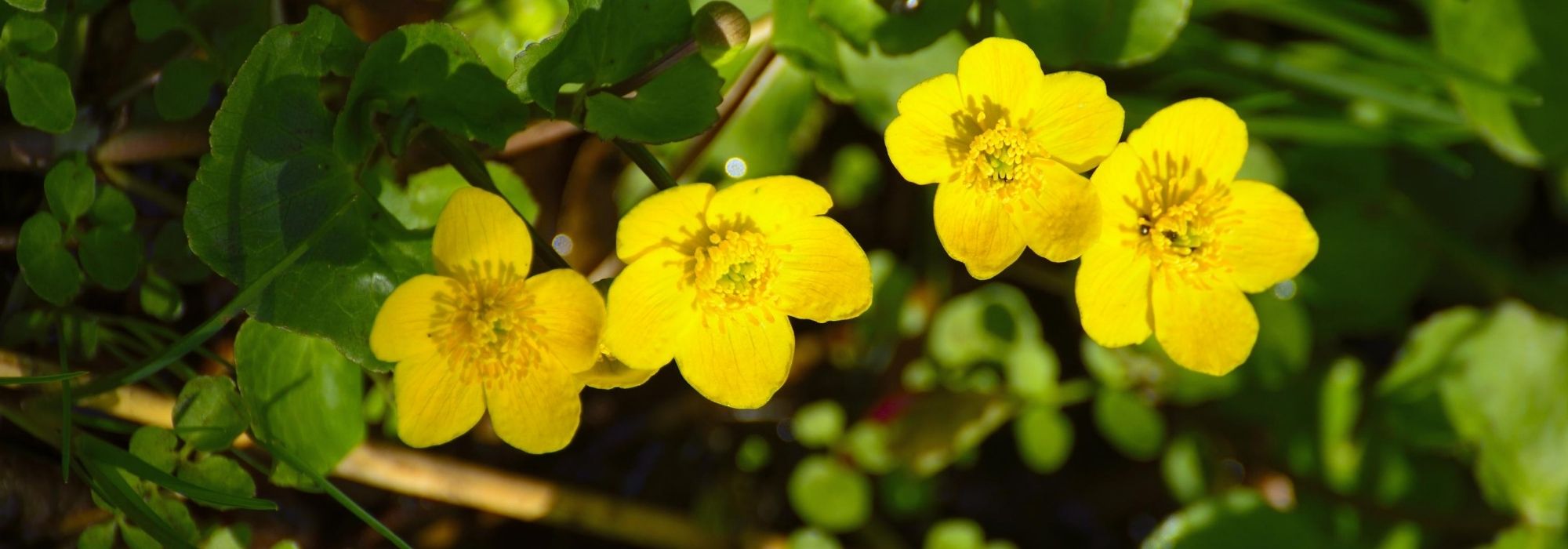 Hierba centella de los pantanos, Caltha palustris: plantar, cultivar y cuidar