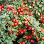 Cotoneaster: ¿cuál elegir?