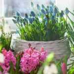 ¿Qué bulbos cultivar en casa?