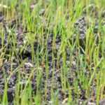 Sembrar césped: ¿cuándo y cómo?