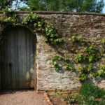 Cómo formar un frutal en cordado?