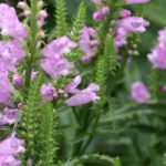 Physostegia: plantación, cultivo, cuidados