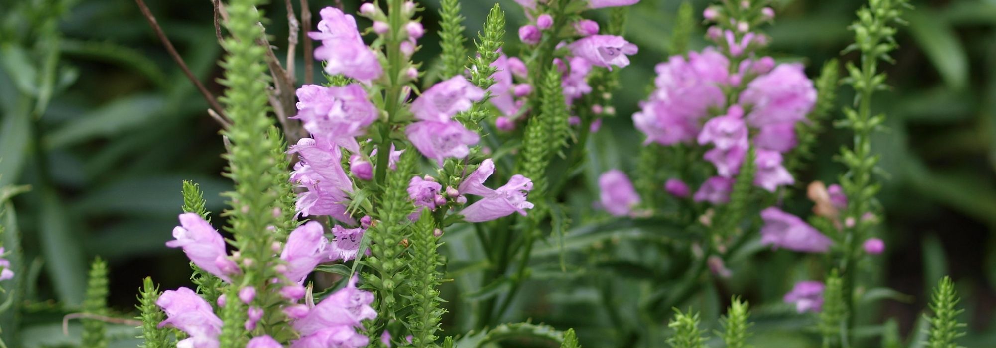 Physostegia: plantación, cultivo, cuidados