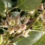 Holboellia (Goufla, Salchicha China Blue): plantación, cultivo y cuidados