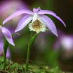 Pleione: plantar, cultivar y cuidar