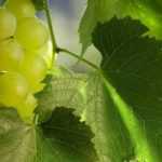 5 enredaderas frutales para plantar en el jardín