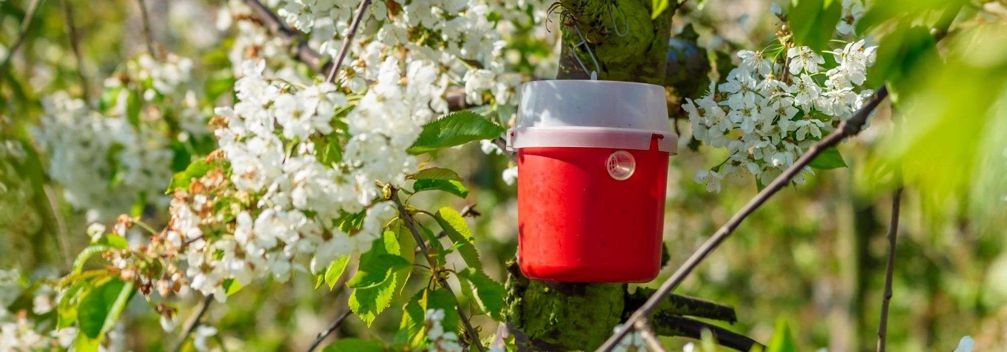 Trampas de feromonas: ¿por qué y cómo utilizarlas en el jardín?