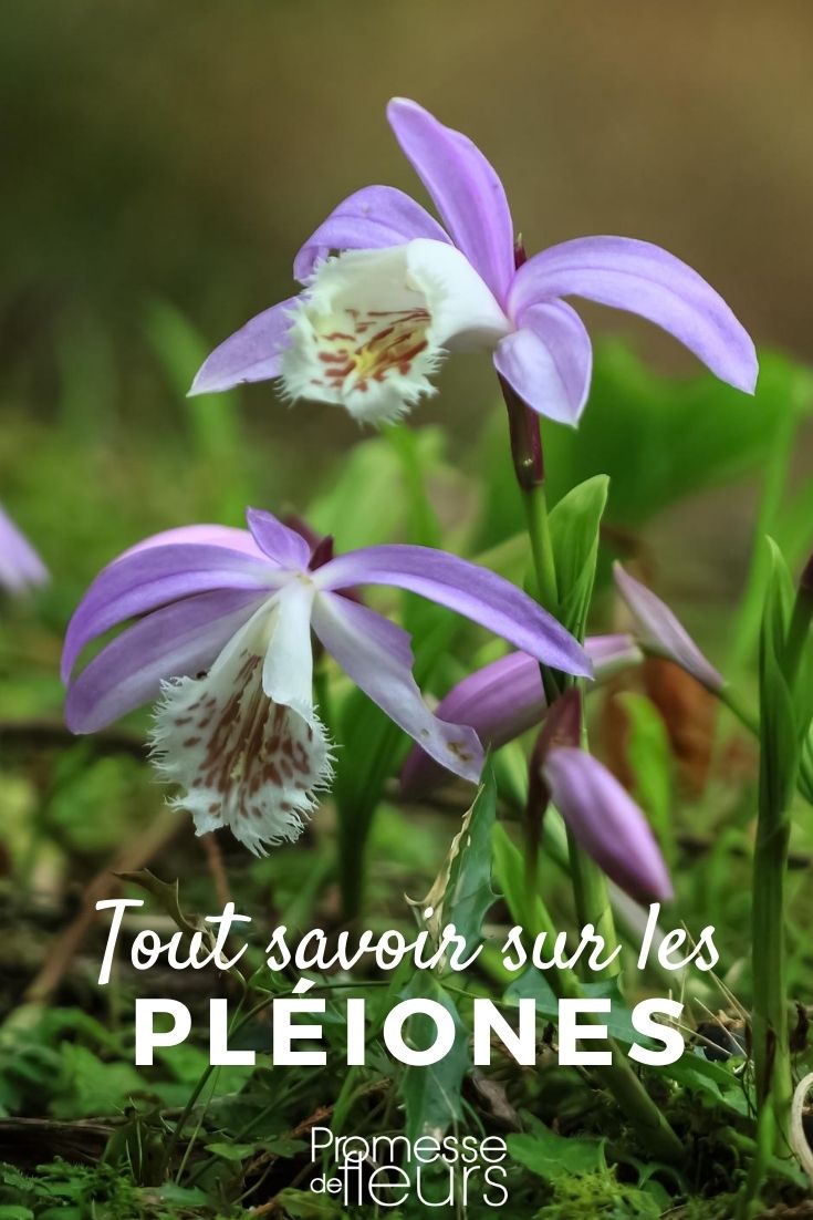 Pleione: todo lo que necesitas saber orquídea de jardín, pleione: todo lo que necesitas saber