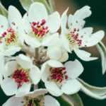Peral de flor, peral de hoja de sauce: plantación, cultivo, cuidados