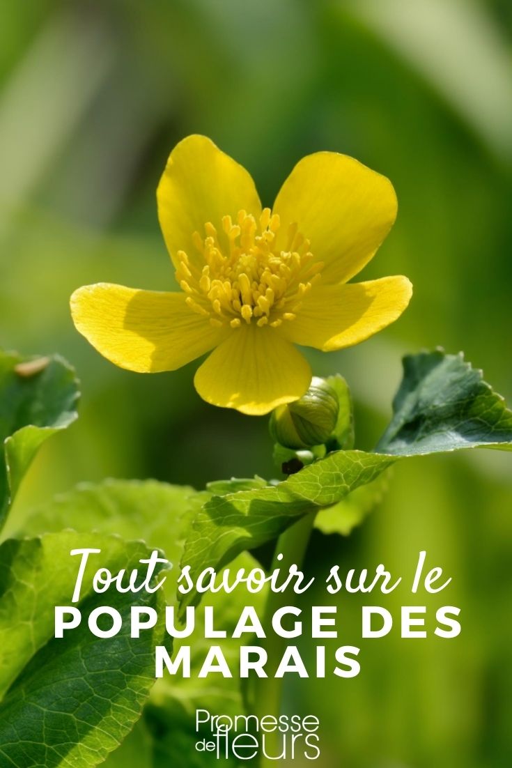 **Caltha palustris: Todo lo que necesitas saber**

**Introducción**  
Caltha palustris, comúnmente conocida como calta palustre o hierba centella, es una planta perenne que pertenece a la familia Ranunculaceae. Es apreciada por sus brillantes flores amarillas y su capacidad para crecer en ambientes húmedos, lo que la convierte en una excelente opción para jardines acuáticos o zonas pantanosas.

**Características principales**  
- **Altura**: Alcanza entre 20 y 60 cm de altura.  
- **Flores**: Sus flores son de un amarillo intenso, con forma de copa y aparecen en primavera.  
- **Hojas**: Las hojas son redondeadas, de color verde brillante y ligeramente carnosas.  
- **Hábitat**: Crece naturalmente en zonas húmedas como márgenes de ríos, estanques y pantanos.  

**Cultivo y cuidados**  
- **Suelo**: Prefiere suelos ricos en materia orgánica y constantemente húmedos.  
- **Luz**: Se desarrolla mejor en lugares con sol parcial o sombra ligera.  
- **Riego**: Requiere un riego abundante, especialmente en épocas de sequía.  
- **Mantenimiento**: Es una planta de bajo mantenimiento, aunque es recomendable retirar las hojas secas para mantener su aspecto saludable.  

**Usos en el jardín**  
- Ideal para bordes de estanques, jardines acuáticos o zonas pantanosas.  
- Combina bien con otras plantas acuáticas como los lirios o las espadañas.  

**Curiosidades**  
- Aunque es una planta ornamental, algunas partes de la Caltha palustris son tóxicas si se ingieren, por lo que se recomienda manipularla con precaución.  
- En la naturaleza, es una importante fuente de alimento para algunos insectos polinizadores.  

**Conclusión**  
La Caltha palustris es una planta resistente y llamativa, perfecta para añadir un toque de color a los espacios húmedos de tu jardín. Con los cuidados adecuados, disfrutarás de su belleza año tras año.