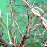 Diferentes tipos de sistemas de raíces