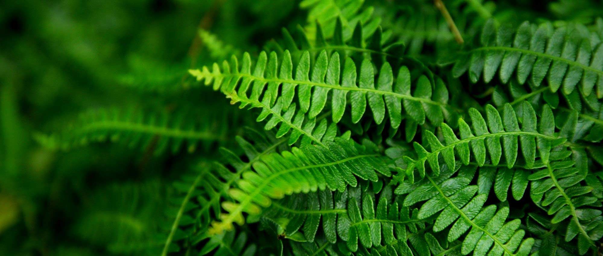 Blechnum: plantar, cultivar y cuidar