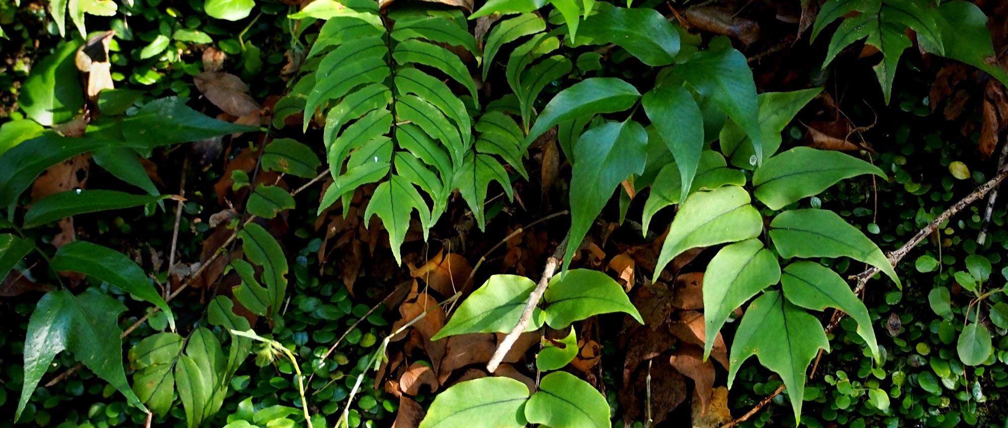 Cyrtomium: plantar, cultivar y cuidar