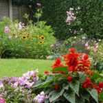 Densidad de plantación: todo lo que debes saber