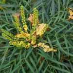 Arbustos bonitos todo el año: ¡es posible!