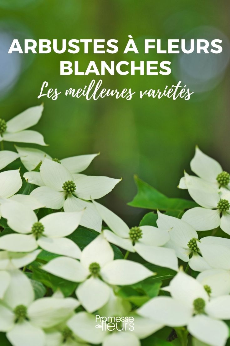 Los mejores arbustos de flores blancas