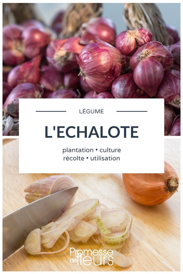**Chalota: plantar, cultivar, cosechar**

La chalota es una planta bulbosa muy apreciada en la cocina por su sabor suave y delicado. Es fácil de cultivar y requiere poco mantenimiento, lo que la convierte en una excelente opción para jardineros principiantes y expertos. A continuación, te explicamos cómo plantar, cultivar y cosechar chalotas en tu huerto.

### **Plantar chalotas**

1. **Época de plantación**:  
   Las chalotas se plantan generalmente en otoño o a principios de primavera, dependiendo de la variedad y el clima de tu región. En zonas con inviernos suaves, el otoño es ideal. En áreas más frías, es mejor esperar a la primavera.

2. **Preparación del suelo**:  
   Elige un lugar soleado con un suelo bien drenado y rico en materia orgánica. Asegúrate de que el pH del suelo esté entre 6.0 y 7.0. Labra la tierra y añade compost o estiércol bien descompuesto para enriquecerla.

3. **Cómo plantar**:  
   Separa los bulbos y plántalos con la punta hacia arriba, a una profundidad de 2-3 cm y con una separación de 15-20 cm entre cada uno. Deja unos 30 cm entre las hileras para permitir un buen crecimiento.

### **Cultivar chalotas**

1. **Riego**:  
   Las chalotas necesitan un riego regular, especialmente durante los períodos secos. Sin embargo, evita el exceso de agua, ya que los bulbos pueden pudrirse.

2. **Deshierbe**:  
   Mantén el área libre de malas hierbas, ya que compiten por los nutrientes y el agua. Usa un acolchado para reducir el crecimiento de malezas y mantener la humedad del suelo.

3. **Fertilización**:  
   Aplica un fertilizante equilibrado (como un 10-10-10) al inicio de la temporada de crecimiento. Evita el exceso de nitrógeno, ya que puede fomentar el crecimiento de hojas en lugar de bulbos.

### **Cosechar chalotas**

1. **Cuándo cosechar**:  
   Las chalotas están listas para cosechar cuando las hojas comienzan a amarillear y secarse, generalmente entre 3 y 4 meses después de la plantación. En otoño, esto suele ser a finales de verano.

2. **Cómo cosechar**:  
   Desentierra los bulbos con cuidado usando una horquilla de jardín. Sacúdelos para eliminar el exceso de tierra y déjalos secar al aire libre durante unos días, protegidos de la lluvia y el sol directo.

3. **Almacenamiento**:  
   Una vez secas, corta las hojas y guarda las chalotas en un lugar fresco, seco y bien ventilado. Pueden conservarse durante varios meses si se almacenan correctamente.

Con estos consejos, podrás disfrutar de tus propias chalotas frescas y sabrosas en tus platos favoritos. ¡Buena suerte con tu cultivo!