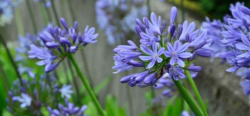 plantas para jardín mineral