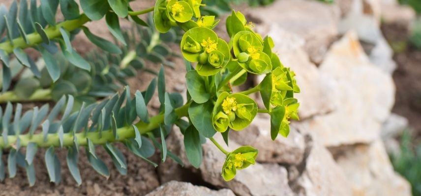 plantas para jardín mineral