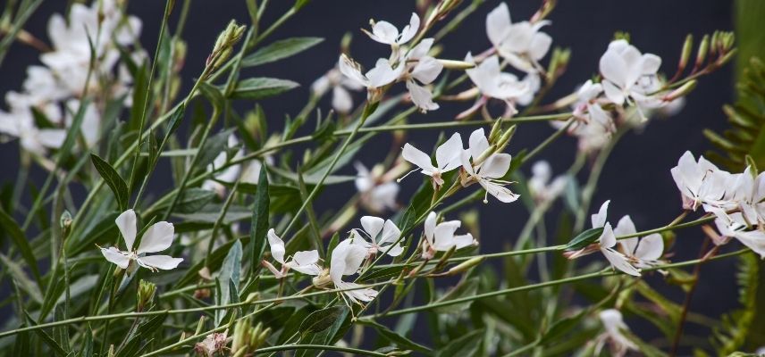 plantas para jardín mineral