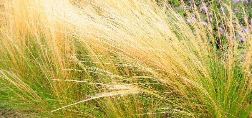 plantas para jardín mineral