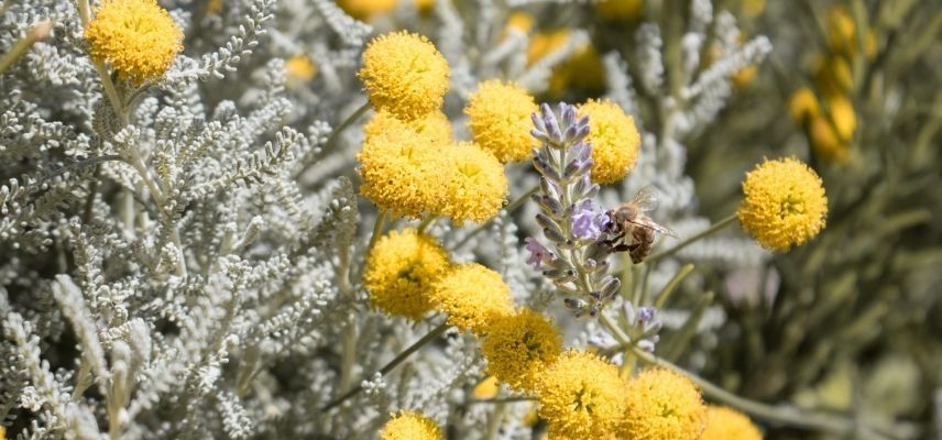 plantas para jardín mineral