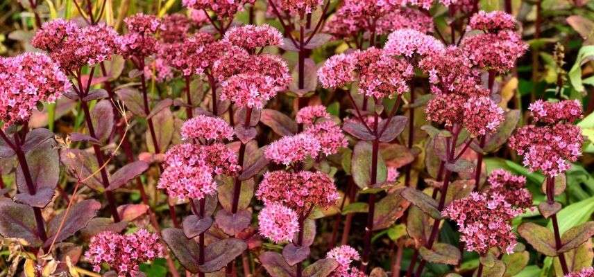 plantas para jardín mineral