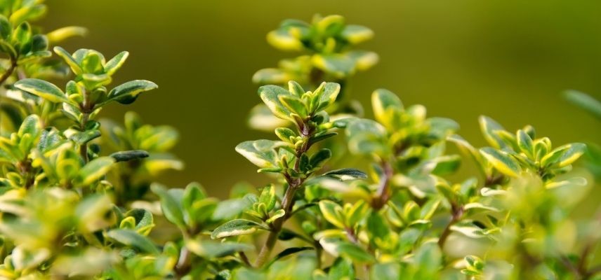plantas para jardín mineral