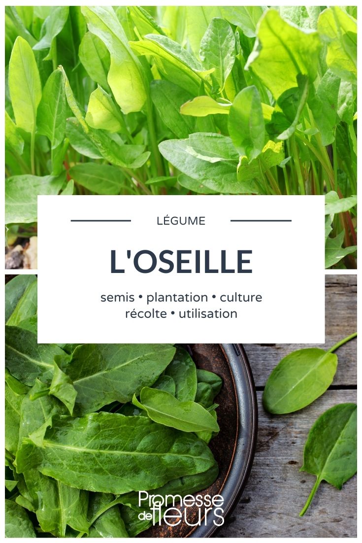 Español: acedera de huerto **Ruibarbo: Todo lo que necesitas saber**
El ruibarbo es una planta perenne que se cultiva tanto por sus tallos comestibles como por su valor ornamental en el jardín. Originario de Asia, este vegetal es apreciado por su sabor ácido y su versatilidad en la cocina. Aquí te contamos todo lo que necesitas saber sobre el ruibarbo.
### **Características del Ruibarbo**
- **Nombre científico**: Rheum rhabarbarum
- **Familia**: Polygonaceae
- **Altura**: Hasta 1,5 metros
- **Exposición**: Sol o sombra parcial
- **Suelo**: Rico, fresco y bien drenado
### **Cultivo del Ruibarbo**
El ruibarbo es una planta resistente que prefiere climas fríos. Se planta en otoño o principios de primavera, y requiere un suelo rico en materia orgánica. Es importante mantener el suelo húmedo, pero sin encharcamientos.
### **Cosecha**
Los tallos del ruibarbo están listos para cosechar a partir del segundo año de plantación. Se recomienda retorcer los tallos en lugar de cortarlos para evitar dañar la planta. ¡Recuerda que las hojas son tóxicas y no deben consumirse!
### **Usos en la Cocina**
El ruibarbo es famoso en postres como tartas, mermeladas y compotas. Su sabor ácido combina perfectamente con frutas dulces como las fresas. También se puede utilizar en platos salados, como salsas para acompañar carnes.
### **Consejos de Mantenimiento**
- **Riego**: Regular, especialmente en verano.
- **Abono**: Aplicar compost o estiércol bien descompuesto en primavera.
- **Protección**: Cubrir la base de la planta con mantillo en invierno para protegerla del frío.
El ruibarbo es una excelente adición a cualquier huerto o jardín, ofreciendo tanto belleza como deliciosos frutos. ¡Anímate a cultivarlo y disfruta de sus múltiples beneficios!