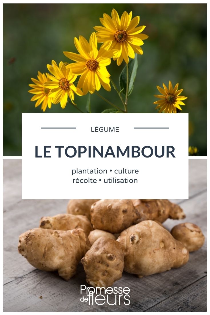 alcachofa de Jerusalén