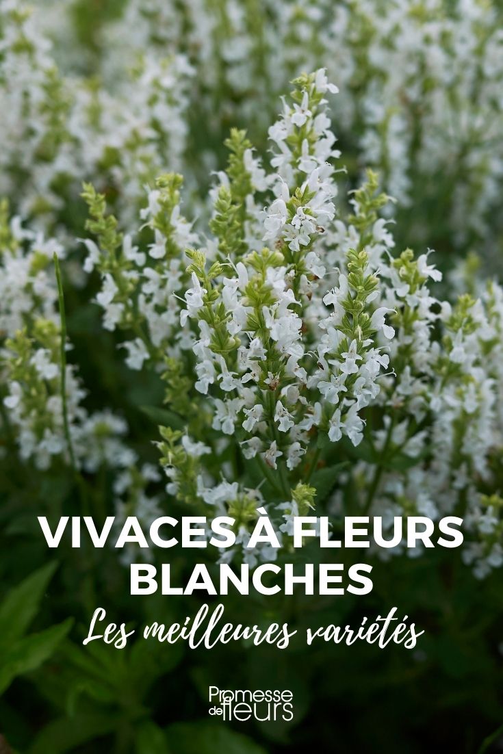 Las mejores plantas vivaces con flores blancas