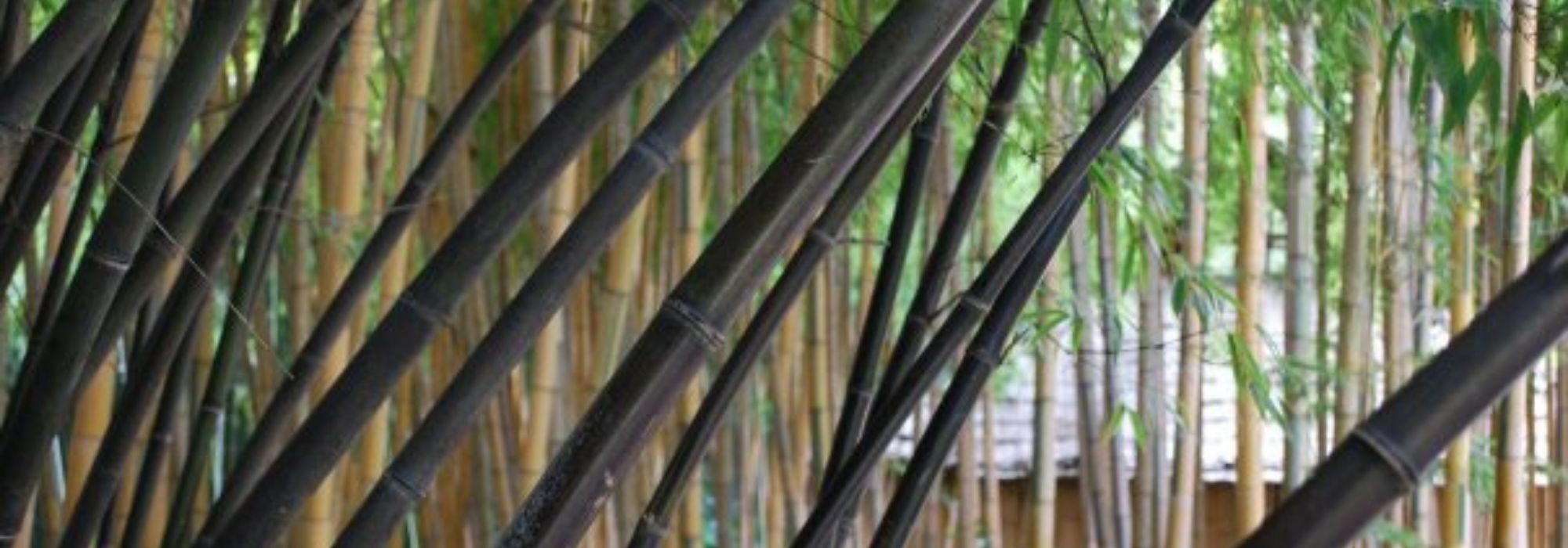 10 plantas arquitectónicas, perfectas para jardines modernos