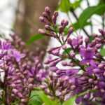 8 arbustos fáciles de acodar