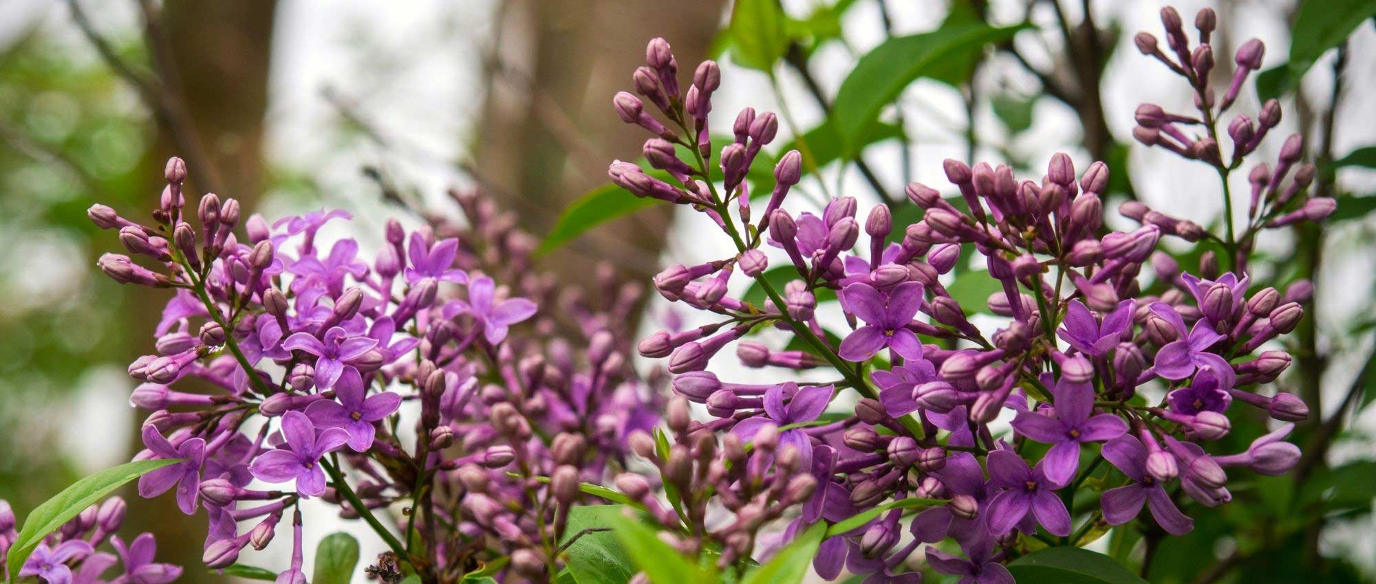 8 arbustos fáciles de acodar