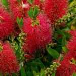 Callistemon o limpiatubos: las mejores variedades
