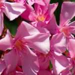 ¿Cuándo y cómo hacer esquejes de adelfa?