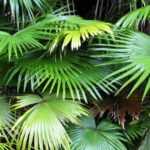 Livistona: plantación, cultivo y cuidados