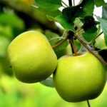 ¿Cuáles son las mejores variedades de manzana?