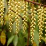 Stachyurus: plantar, cultivar y cuidar