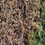 Enfermedades y parásitos de la tuya