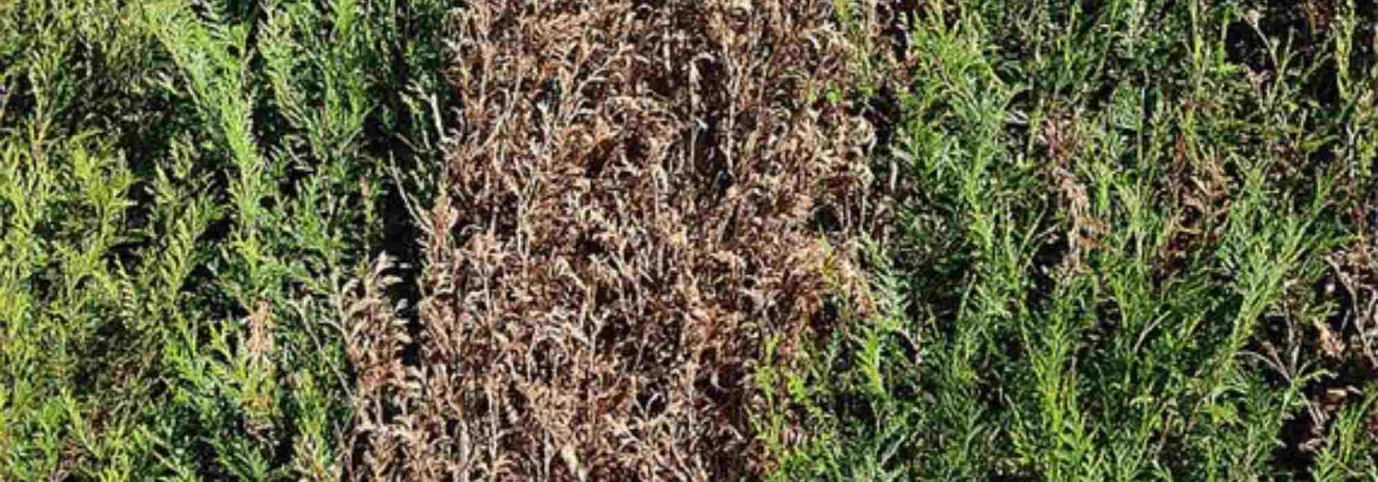 Enfermedades y parásitos de la tuya