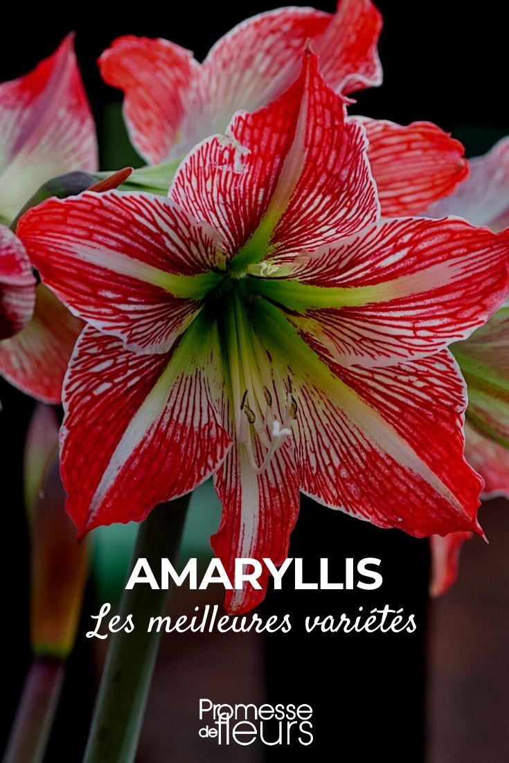 Amaryllis: las variedades más hermosas